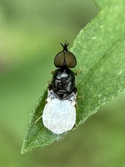 Nemotelinae