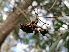 Acacia