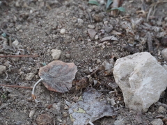 Oedipoda caerulescens