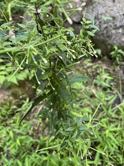 Epilobium coloratum