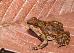 Rheobates pseudopalmatus