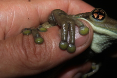 Trachycephalus typhonius