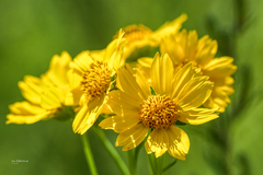 Coreopsis