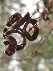Acacia