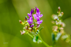 Medicago sativa