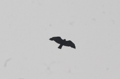 Buteo brachyurus