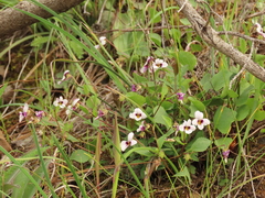 Viola cuneata