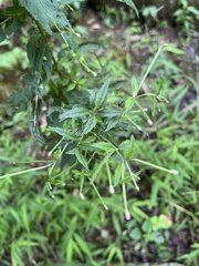 Epilobium coloratum