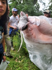 Peromyscus leucopus