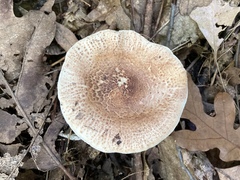 Echinoderma