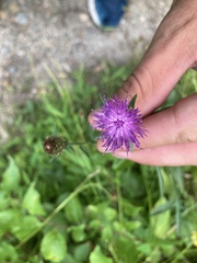 Centaurea nigra