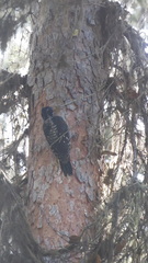 Picoides dorsalis