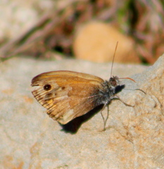 Coenonympha thyrsis