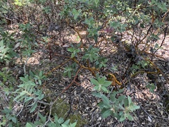Arctostaphylos columbiana