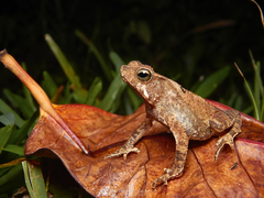 Rhinella alata