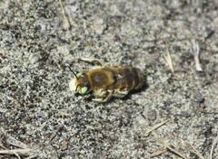 Megachiloides
