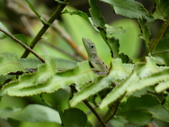Anolis grahami