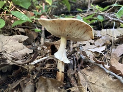 Echinoderma