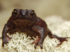 Rhinella nicefori