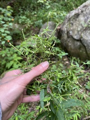 Epilobium coloratum