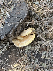 Laetiporus gilbertsonii