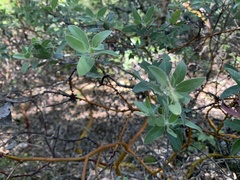 Arctostaphylos columbiana