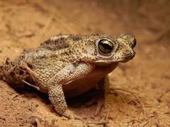 Rhinella humboldti