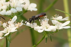 Sphecodes