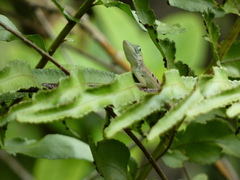 Anolis grahami