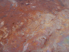 Gallionellaceae