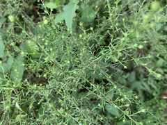 Symphyotrichum dumosum