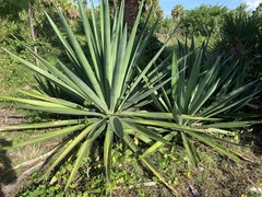 Agave