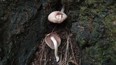Agrocybe firma
