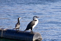 Phalacrocorax varius