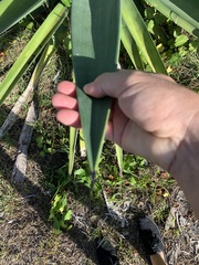 Agave