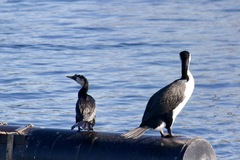 Phalacrocorax varius