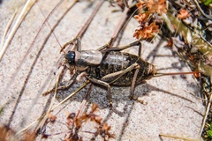 Anabrus simplex