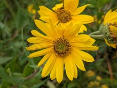 Helianthus mollis