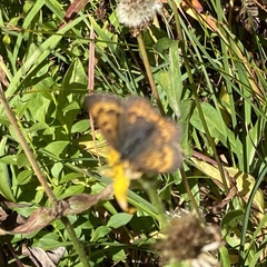 Tharsalea dorcas sangremar