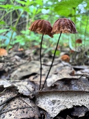 Marasmius siccus