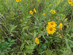 Helianthus mollis
