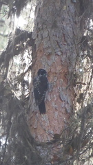 Picoides dorsalis