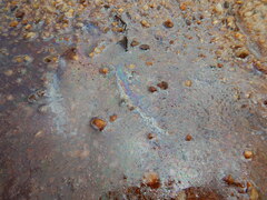Gallionellaceae