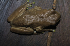 Trachycephalus typhonius