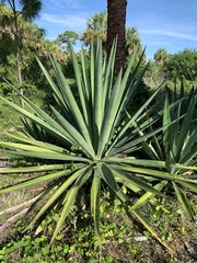 Agave