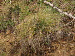 Xerophyllum tenax