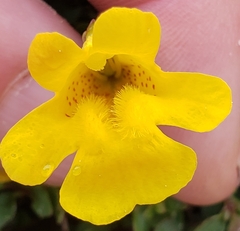 Erythranthe caespitosa