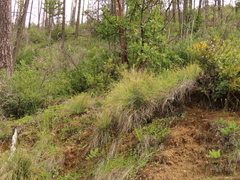 Xerophyllum tenax