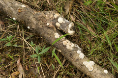 Sebacina schweinitzii