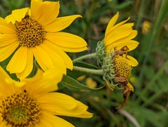Helianthus mollis